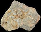 Bargain Ordovician Brittle Star (Ophiura) Plate - Morocco #49213-1